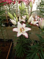 [5255 Hotline No02.JPG]